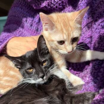 Earl and Luciano- brothers from other mothers, social pair -  Domestic Short Hair and Extra Toes Cat Hemingway Polydactyl Cat for Adoption in Portland, Oregon - Earl And Luciano- Brothers From Other Mothers, Social Pair | PetCurious