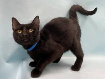 Ciel -  Domestic Short Hair Cat for Adoption in Minneapolis, Minnesota - Ciel | PetCurious