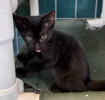 Domestic Short Hair Cats Available for Adoption in Honolulu, Hawaii - Kuroneko | PetCurious