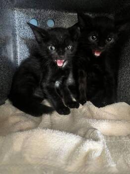 Kelly -  Domestic Short Hair Cat for Adoption in Daytona Beach, Florida - Kelly | PetCurious