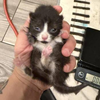 Lala -  Domestic Short Hair Cat for Adoption in New York, New York - Lala | PetCurious