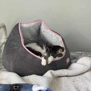 Domestic Short Hair Cats Available for Adoption in Fredericksburg, Virginia - Woodworm | PetCurious