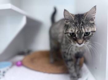 Craisin -  Domestic Short Hair Cat Available for Adoption in INDN HBR BCH, Florida - Craisin | PetCurious