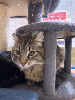 Domestic Long Hair Cats Available for Adoption in Virginia Beach, Virginia - X Marks The Spot | PetCurious