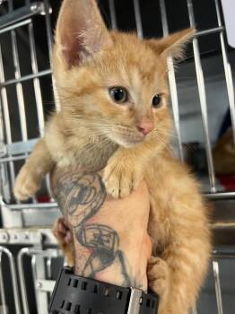 Blanche -  Domestic Short Hair Cat for Adoption in Huntington, Indiana - Blanche | PetCurious