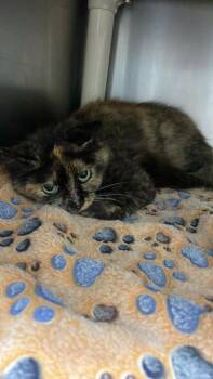 Tohru -  Domestic Short Hair Cat for Adoption in Sullivan, Indiana - Tohru | PetCurious