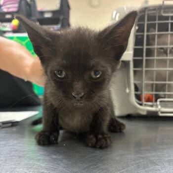 Aramis 29828 -  Domestic Short Hair Cat for Adoption in Middleburg, Florida - Aramis 29828 | PetCurious