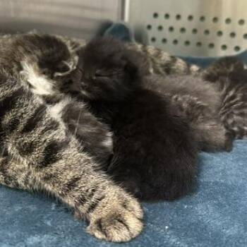 Harlow -  Domestic Short Hair Cat for Adoption in Indianapolis, Indiana - Harlow | PetCurious