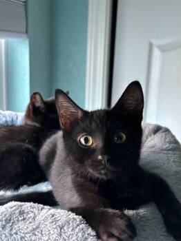 Luna -  Domestic Short Hair and Tiger Cat for Adoption in Sacramento, California - Luna | PetCurious
