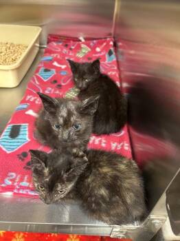 Hamlet -  Domestic Short Hair Cat for Adoption in Gautier, Mississippi - Hamlet | PetCurious