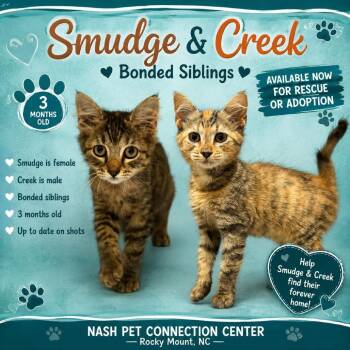 SMUDGE & CREEK  Available NOW - ADOPTION or RESCUE! -  Domestic Short Hair Cat for Adoption in Nashville, North Carolina - SMUDGE & CREEK  Available NOW - ADOPTION Or RESCUE! | PetCurious