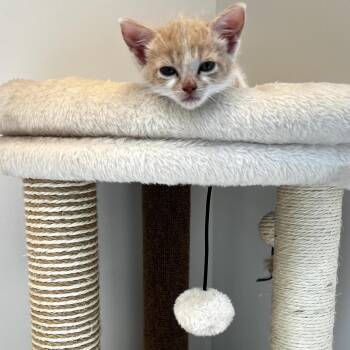 Lefty -  Domestic Short Hair Cat for Adoption in Spokane, Washington - Lefty | PetCurious