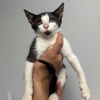 Wormy -  Domestic Short Hair Cat for Adoption in Columbia, South Carolina - Wormy | PetCurious