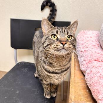 Domestic Short Hair Cats Available for Adoption in Myerstown, Pennsylvania - Baconator | PetCurious