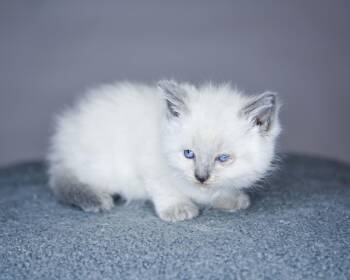 Siamese and Domestic Medium Hair Cats Available for Adoption in Bethel Park, Pennsylvania - Halo | PetCurious
