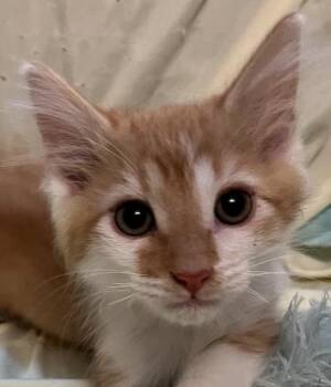 Rescue Domestic Short Hair Cats for Adoption in Connelly Springs, North Carolina - Frehley | PetCurious