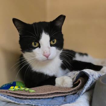 Michael -  Domestic Short Hair Cat for Adoption in East Hanover, New Jersey - Michael | PetCurious