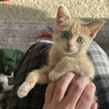 Slightly Orange -  Domestic Short Hair Cat for Adoption in Chattanooga, Tennessee - Slightly Orange | PetCurious