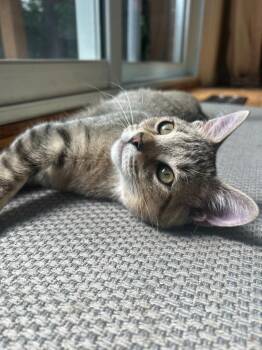 Miss Piggy -  Domestic Short Hair Cat for Adoption in Arthur, Ontario - Miss Piggy | PetCurious