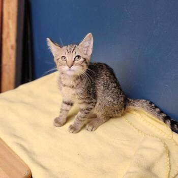 Spider-Noir -  Domestic Short Hair Cat for Adoption in Davenport, Iowa - Spider-Noir | PetCurious