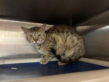 Helen of Troy CS-237/26 -  Bengal Cat for Adoption in Burlington, Ontario - Helen Of Troy CS-237/26 | PetCurious