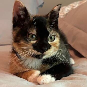 Bria -  Domestic Short Hair Cat for Adoption in Cumming, Georgia - Bria | PetCurious