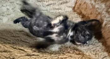 Chanel -  Domestic Short Hair Cat for Adoption in Chamblee, Georgia - Chanel | PetCurious