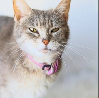 Domestic Short Hair Cats Available for Adoption - **Cat Cafe** Feather | PetCurious