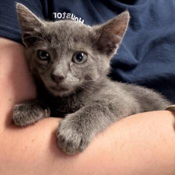 Earl -  Domestic Short Hair Cat for Adoption in Baytown, Texas - Earl | PetCurious