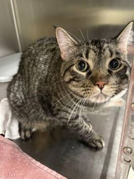 MARLO -  Domestic Short Hair Cat for Adoption in Minneapolis, Minnesota - MARLO | PetCurious