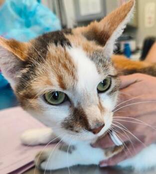 Oakley (O4) -  Domestic Short Hair Cat for Adoption in Lafayette, Indiana - Oakley (O4) | PetCurious