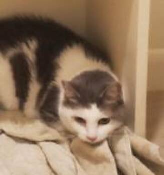 Rescue Domestic Short Hair Cats for Adoption - Mama | PetCurious