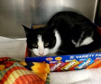 Rescue Domestic Short Hair Cats for Adoption in Fallston, Maryland - Toucan Sam | PetCurious