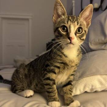 Mittens -  Domestic Short Hair Cat for Adoption in Long Beach, California - Mittens | PetCurious