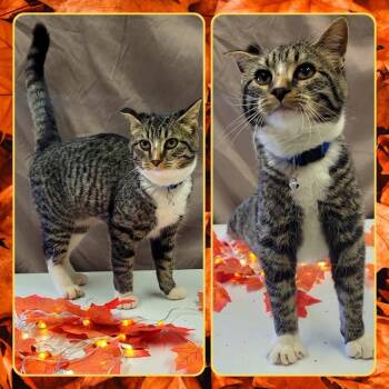 Rescue Domestic Short Hair Cats for Adoption in Buckhannon, West Virginia - CHIP | PetCurious