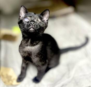 BILLY -  Domestic Short Hair Cat for Adoption in Loveland, Colorado - BILLY | PetCurious