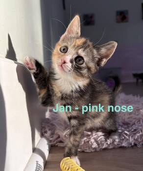 Jan Brady -  Calico Cat for Adoption in Montclair, New Jersey - Jan Brady | PetCurious