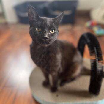 Pigeon -  Domestic Short Hair Cat for Adoption in West Allis, Wisconsin - Pigeon | PetCurious