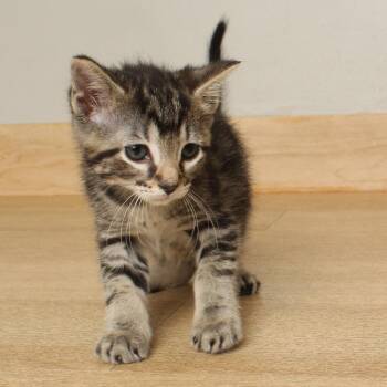 Schroeder C69451 -  Domestic Short Hair Cat for Adoption in Minnetonka, Minnesota - Schroeder C69451 | PetCurious