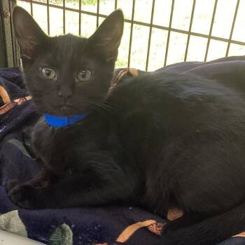 Luna -  Domestic Medium Hair Cat for Adoption in Montgomery, Alabama - Luna | PetCurious