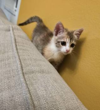 Shirley -sweet and affectionate -  Domestic Short Hair Cat Available for Adoption in Muskego, Wisconsin - Shirley -sweet And Affectionate | PetCurious