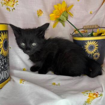 Maine Coon and Bombay Cats Available for Adoption in Mount Vernon, Illinois - Thin Mint | PetCurious