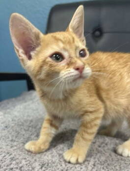 Rescue Domestic Short Hair Cats for Adoption in Sullivan, Indiana - One Eye Willie | PetCurious