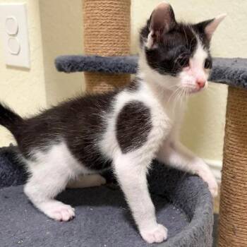 Pistachio -  Domestic Short Hair Cat for Adoption in San Antonio, Texas - Pistachio | PetCurious