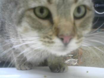 Rescue Domestic Short Hair Cats for Adoption in Albuquerque, New Mexico - ASHOKA | PetCurious