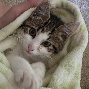 Domestic Short Hair Cats Available for Adoption in Bismarck, North Dakota - Charleigh | PetCurious