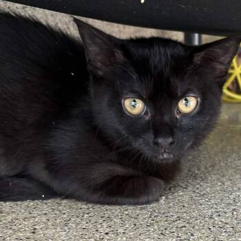 Sherry -  Domestic Short Hair Cat for Adoption in Gloucester, Virginia - Sherry | PetCurious