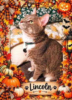 Lincoln-5 yr old-SNUGGLER -  Tabby and Domestic Short Hair Cat for Adoption in Taylor Mill, Kentucky - Lincoln-5 Yr Old-SNUGGLER | PetCurious