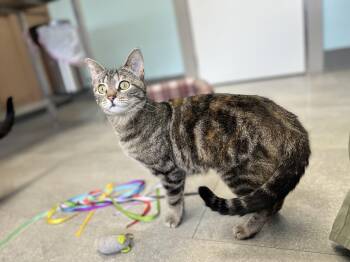 Domestic Short Hair Cats Available for Adoption - Rosie | PetCurious