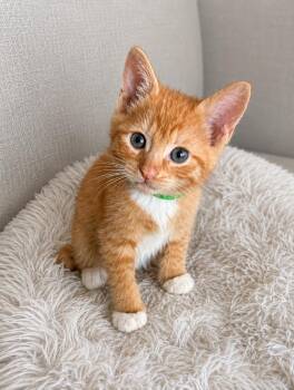 Canteloupe -  Domestic Short Hair Cat for Adoption in Sebastian, Florida - Canteloupe | PetCurious